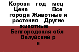 Корова 1 год 4 мец › Цена ­ 27 000 - Все города Животные и растения » Другие животные   . Белгородская обл.,Валуйский р-н